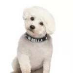 coleira-personalizada-de-gato-com-strass-coleira-de-cachorro-de-pequeno-porte