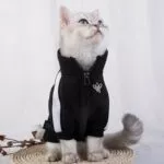 moda-gato-roupas-pet-gato-casacos-jaqueta-hoodies-para-gatos-roupa-quente-animal-de