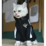 moda-gato-roupas-pet-gato-casacos-jaqueta-hoodies-para-gatos-roupa-quente-animal-de