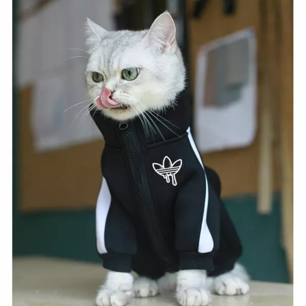 Moda-gato-roupas-pet-gato-casacos-jaqueta-hoodies-para-gatos-roupa-quente-animal-de-estimao-coelho-a-4001201345749-4