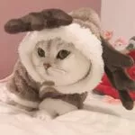 roupa-de-inverno-para-gatos-e-cachorros-fantasia-para-animais-de-estimacao