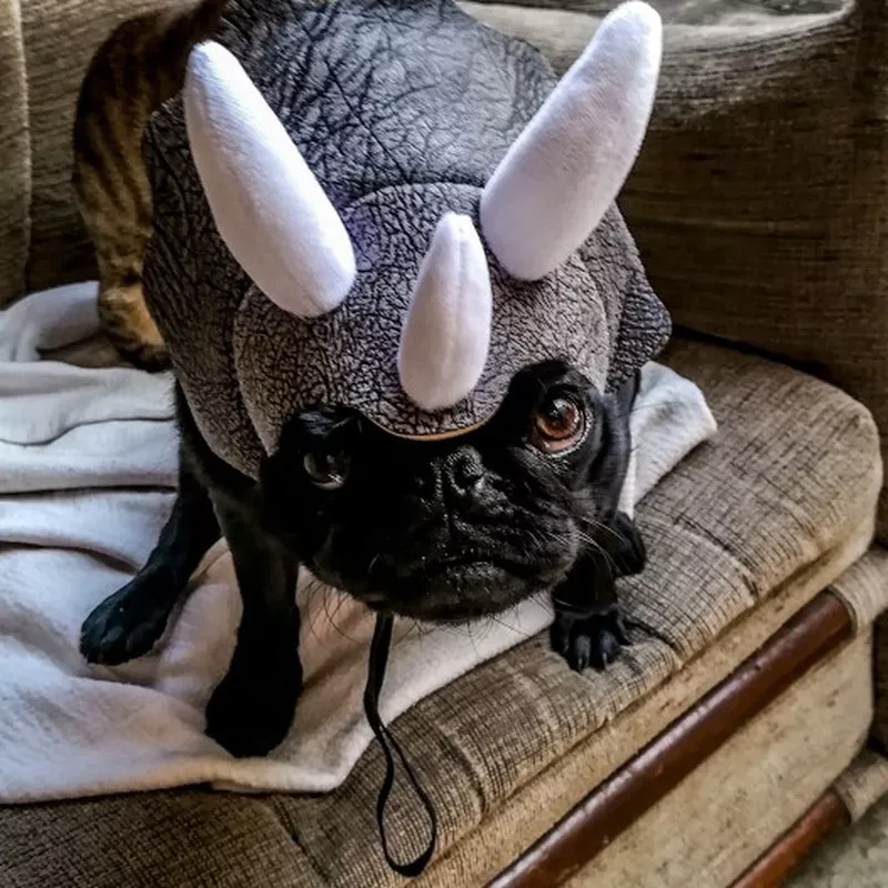 animal de estimacao triceratops cao dinossauro chapeu gato animal de estimacao Divulgado novo pôster para As Marvels especial para o Dia Internacional dos Gatos.