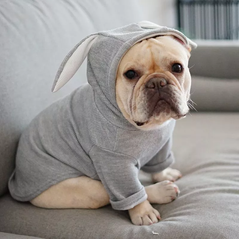 bonito frances bulldog casaco com capuz jaqueta inverno quente roupas para animais de Cesta do cão do filhote de cachorro cama do gato do cão de estimação descanso cobertor respirável almofada do animal de estimação macio morno dormir esteira capa casa para cães gatos