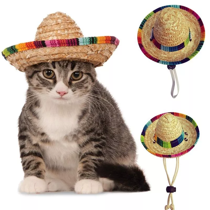 chapeu de palha do gato do chapeu do chapeu do gato do chapeu da palha da festa de Divulgado novo pôster para As Marvels especial para o Dia Internacional dos Gatos.