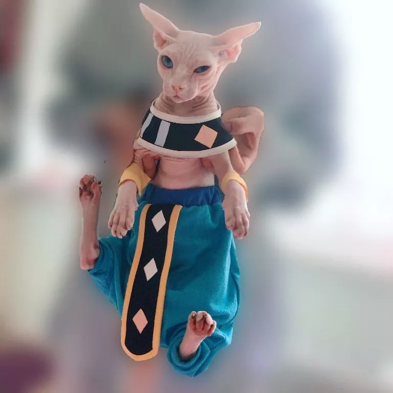 cosplay sphinx hairless gato personalizado algodao cape calcas de virilha dragoes Gato cachorro animal de estimação traje suprimentos cabeça de leão falsa orelha transformada em um novo animal de estimação engraçado chapéu pet gato peruca engraçado virou leão chapelaria peruca