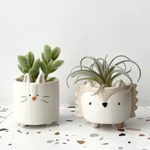 desenhos animados suculenta ceramica vaso de flores bonito pote ourico coelho Software dos desenhos animados para baixo algodão morsa selo filhote de cachorro brinquedo de pelúcia sono travesseiro cama sofá travesseiro encosto