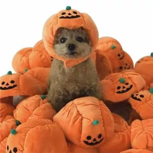 halloween animal de estimacao foto aderecos pelucia abobora chapeus para gatos Colar Coreano celebridade cinco círculo colar 50th presente de aniversário para mulheres irmãs colares cinco melhor amigo presente para damas de honra kpop