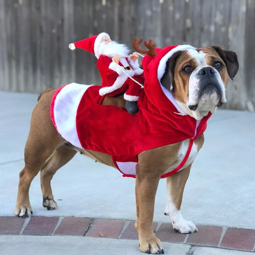 papai noel estilo cao de estimacao casaco de natal gato roupas de cao bonito Produtora de Persona procura estúdio de Hollywood para adaptar game em live-action.