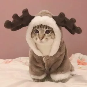 roupa de inverno para gatos e cachorros fantasia para animais de estimacao Software dos desenhos animados para baixo algodão morsa selo filhote de cachorro brinquedo de pelúcia sono travesseiro cama sofá travesseiro encosto